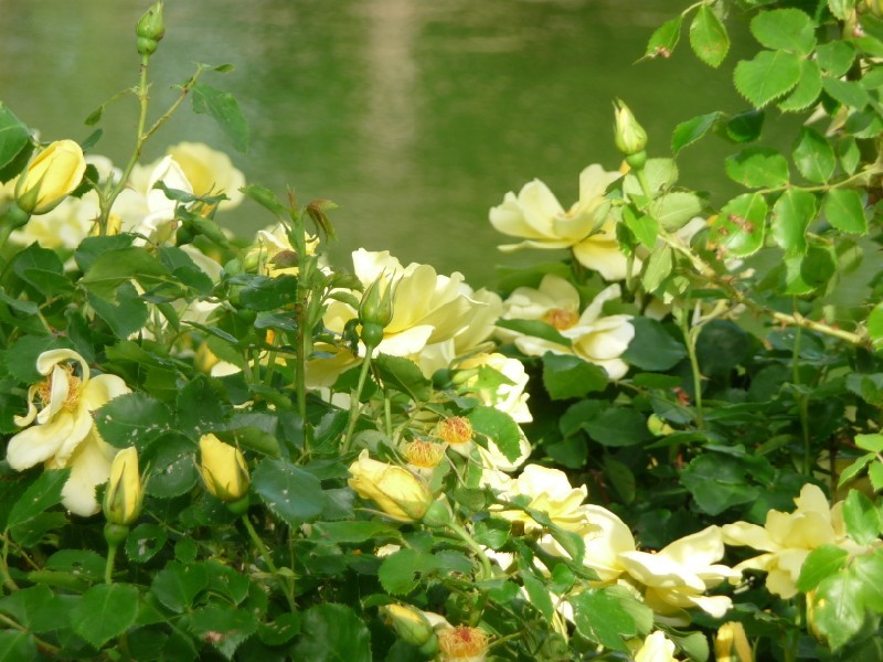 Yellow flowers.JPG